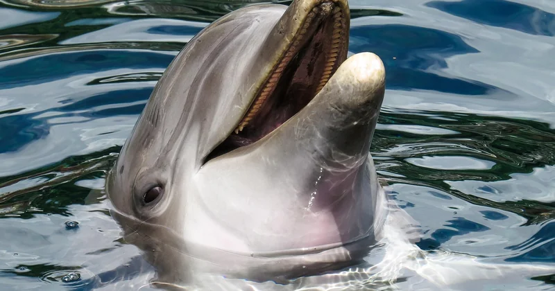 Peut-on nager avec les dauphins en Méditerranée ?