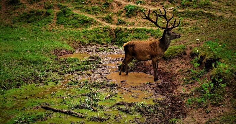 Combien coûte un guide local en Patagonie